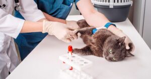 veterinary care