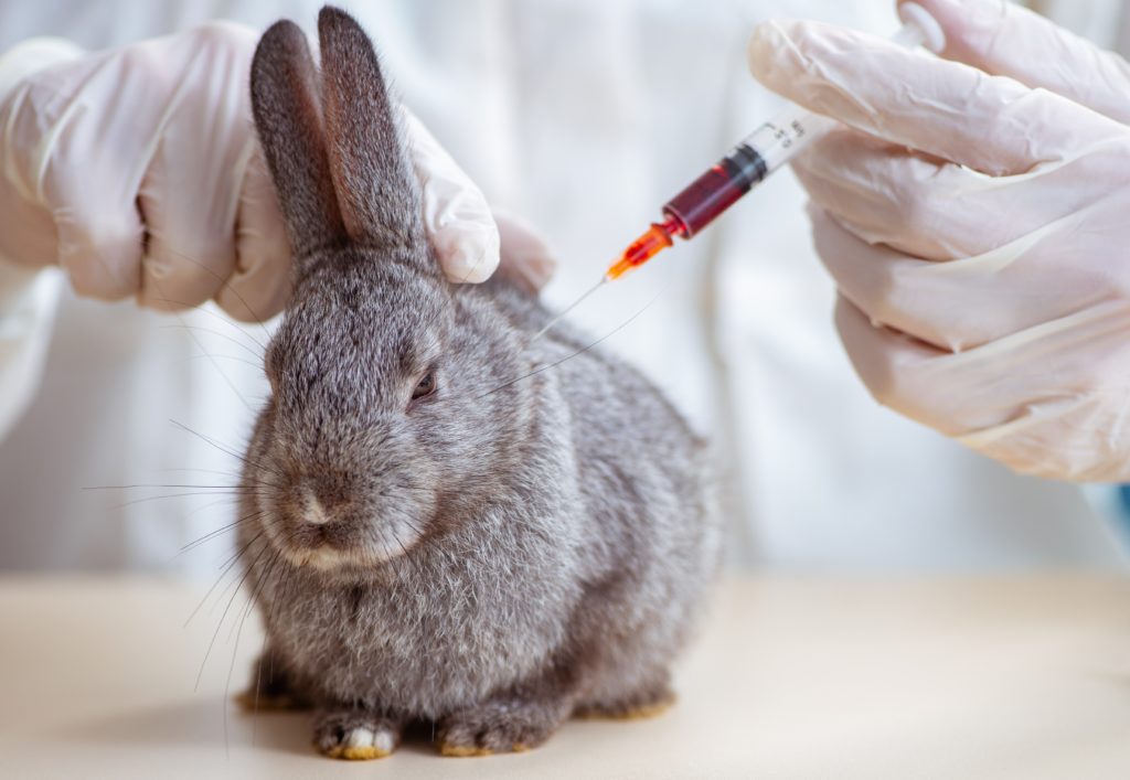 Vet injects rabbit with a syringe