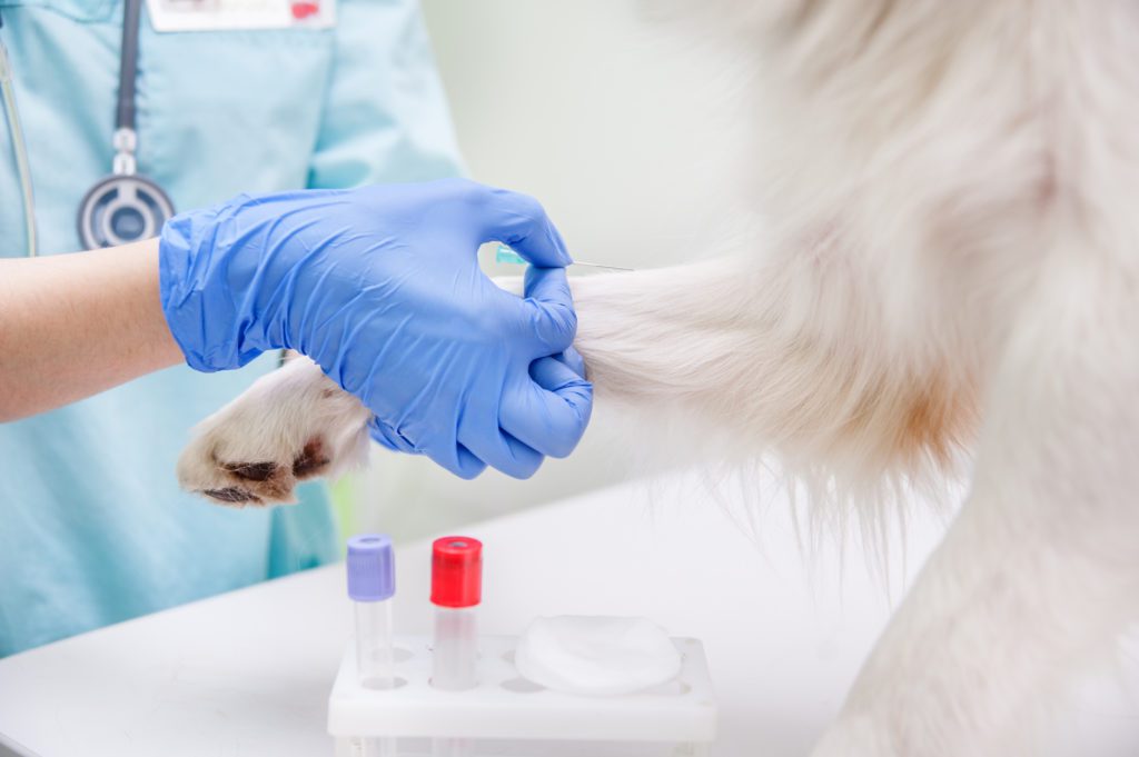 Veterinarian takes blood from a dog's paw