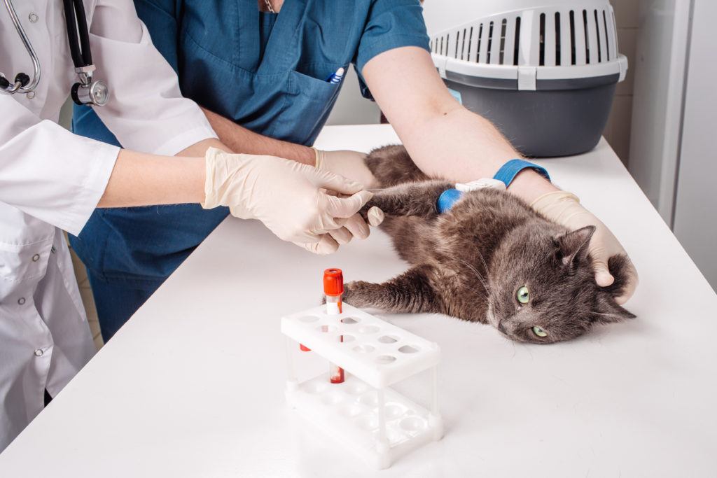 Veterinary blood test on a cat