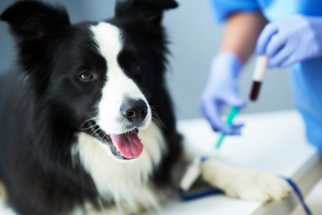 Dog being examined by a veterinarian
