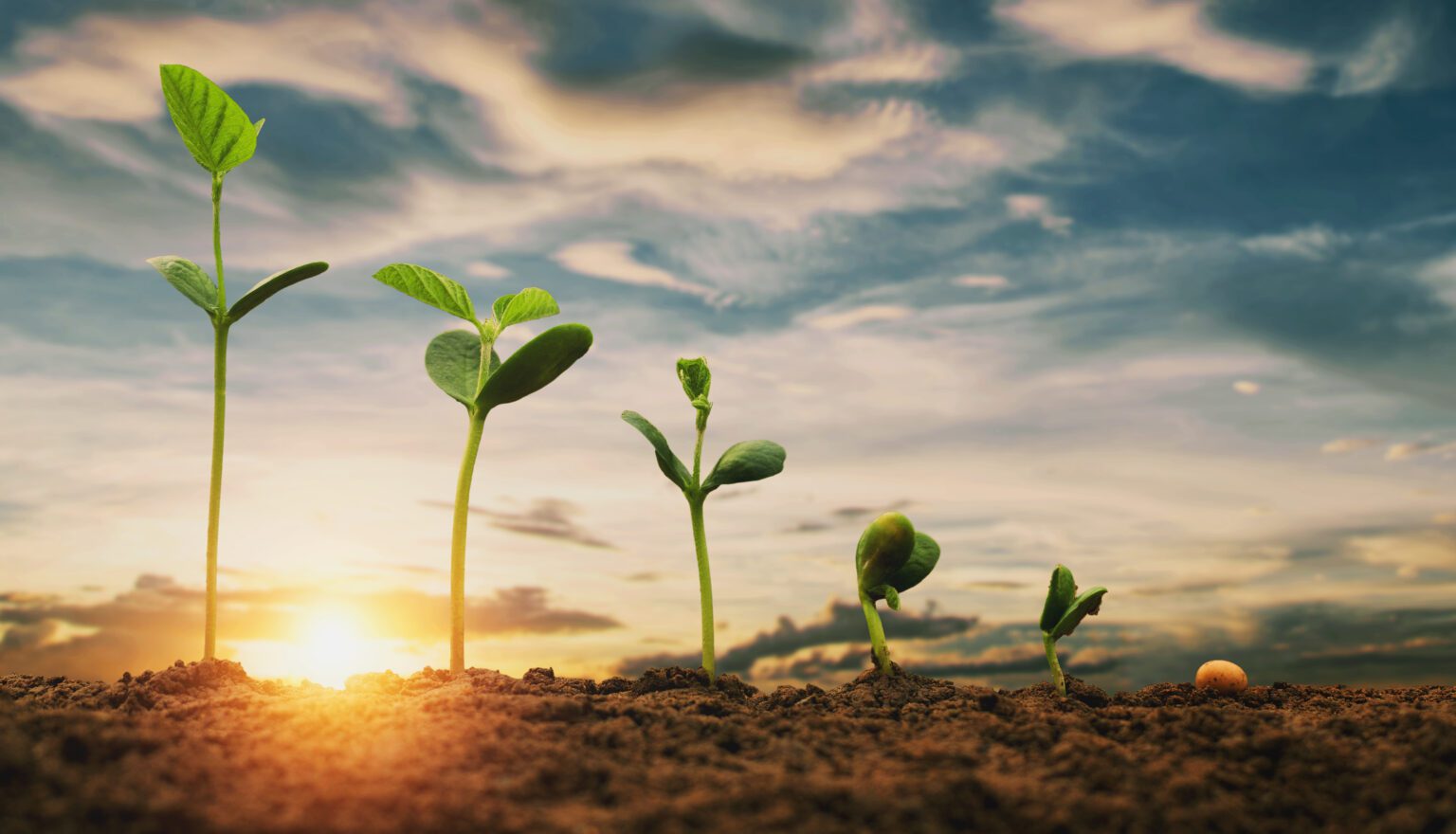 Soybean growth on a farm