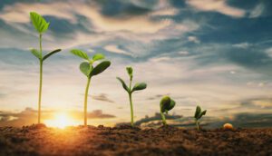 Soybean growth on a farm