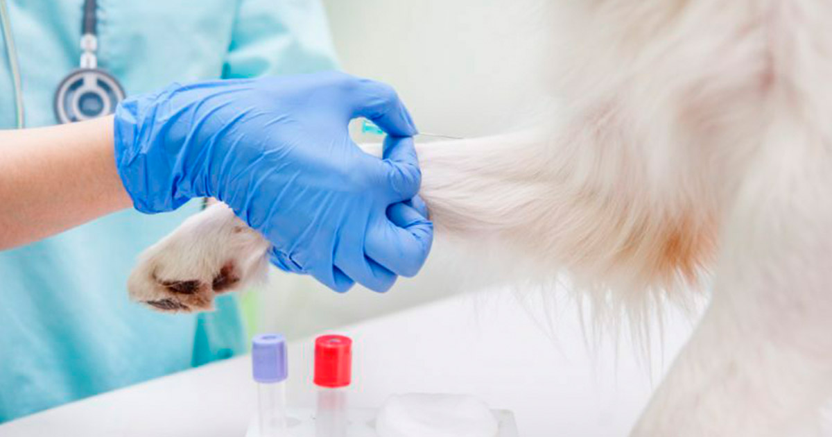 Cold Chain Packaging in Animal Health